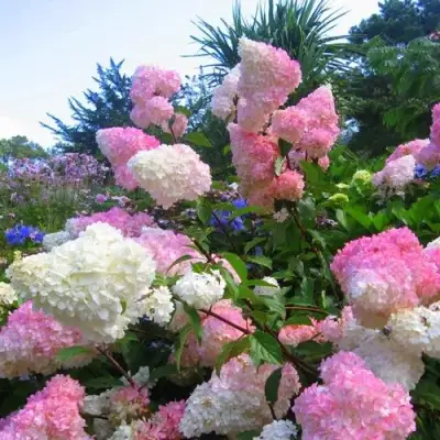 гортензия метельчатая ванилла фрайз