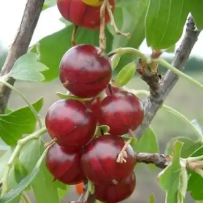 Смородина золотистая КЛЮКВЕННАЯ в Речице