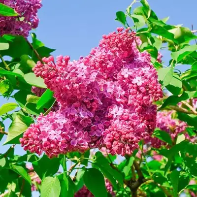 Сирень КРАСНАЯ МОСКВА в Речице