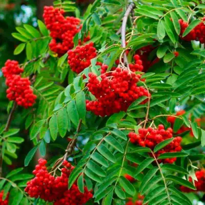 Рябина ПЛАКУЧАЯ сладкоплодная в Речице