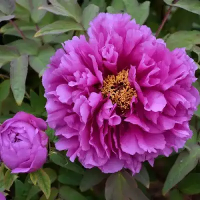 Пион ЛИЛОВАЯ ФАНТАЗИЯ древовидный в Речице