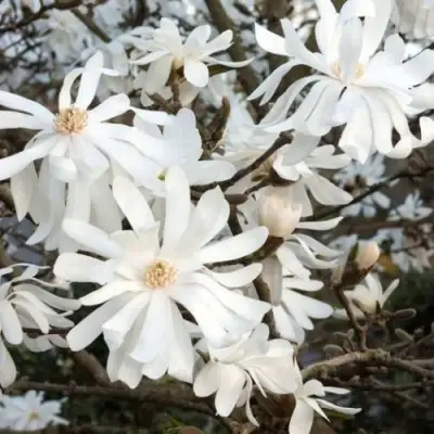 Магнолия РОЯЛ СТАР в Речице