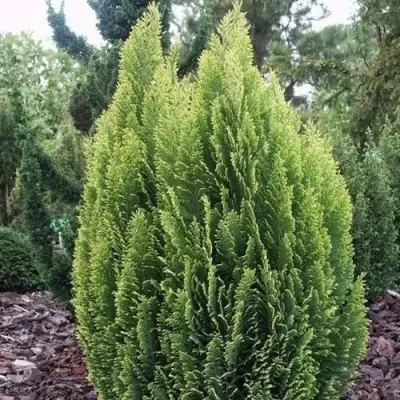 Кипарисовик ЭЛВУДИ ЭМПАЙР лавсона в Речице