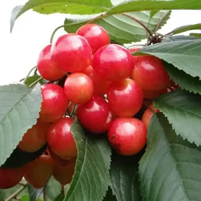 Черешня ГАСТИНЕЦ в Речице