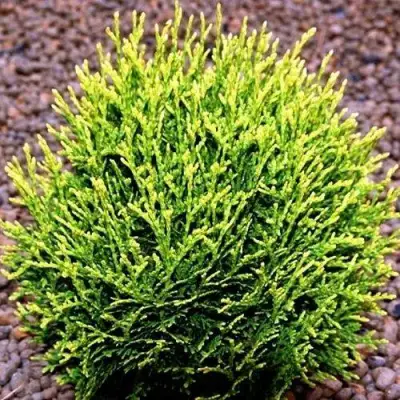 Туя ВОТЕРФИЛД западная в Речице