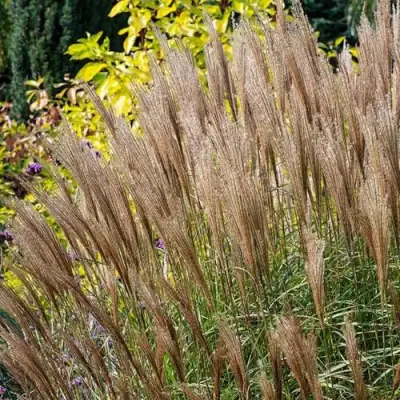Мискантус КЛЯЙН СИЛЬБЕРСПАЙН китайский  в Речице