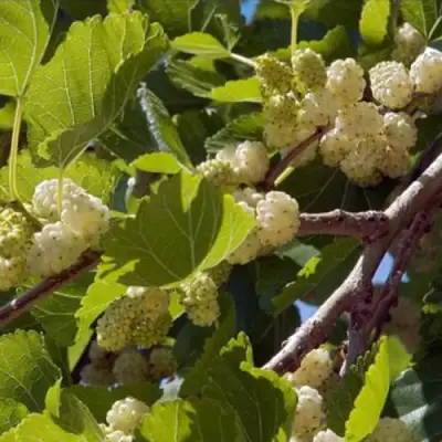 Шелковица БЕЛАЯ АЛЬБА в Речице