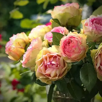 Роза ПИТАХАЙЯ чайно-гибридная в Речице