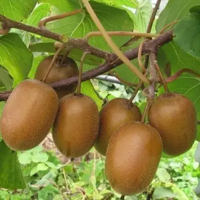 Актинидия ХЕЙВАРД киви в Речице