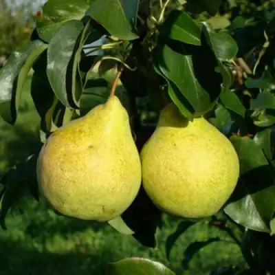 саженцы груши Просто Мария