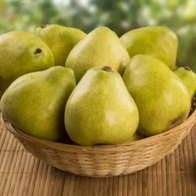 Груша ВИЛИЯ в Речице