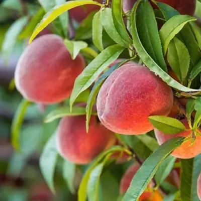 Персик РЕД ХЕВЕН в Речице