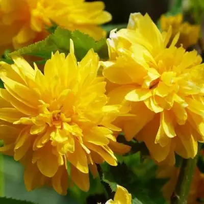 Керрия японская АУРЕОВАРИЕГАТТА в Речице