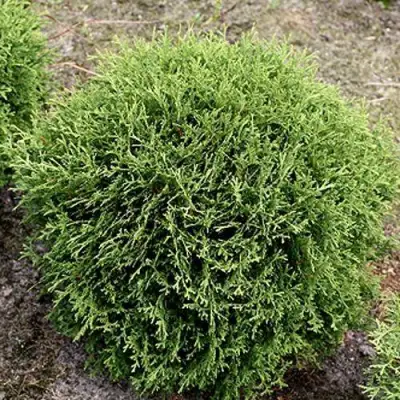 Туя ТИНИ ТИМ западная в Речице