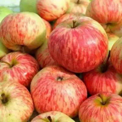 Яблоня РАНЕТКА (КОРОБОВКА) в Речице