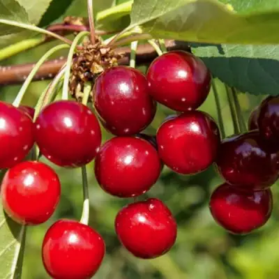 Вишня ЛЮБСКАЯ в Речице