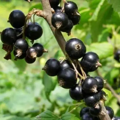 Смородина черная ВОЛОГДА в Речице