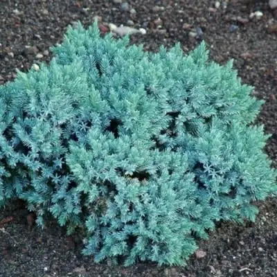 Можжевельник БЛЮ СТАР чешуйчатый в Речице