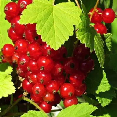 Смородина красная ГАЗЕЛЬ в Речице