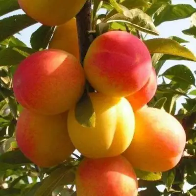 Слива ВЕТРАЗЬ-2 в Речице