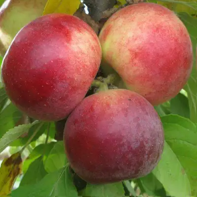 Яблоня БАЛЕРИНА ФЛАМЕНКО колонновидная  в Речице