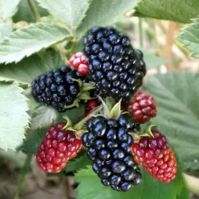 Ежевика ОРКАН бесшипная  в Речице