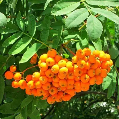 Рябина ДИРКЕНИ ЖЁЛТАЯ  сладкоплодная в Речице