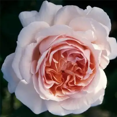 Роза АНДРЕ ЛЕ НОТР чайно-гибридная в Речице