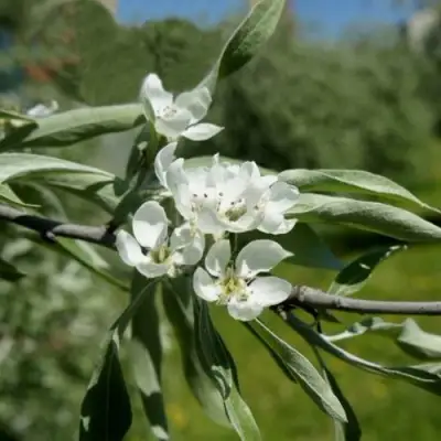 Груша ИВОЛИСТНАЯ в Речице