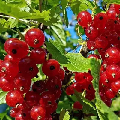 Смородина красная НЕНАГЛЯДНАЯ в Речице