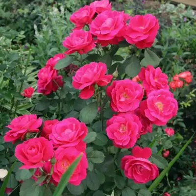 Роза ДЖОРДЖ ВАНКУВЕР флорибунда в Речице