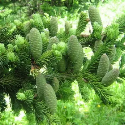 Пихта белая в Речице