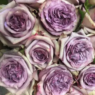 Роза ДОЛЬЧЕТТО чайно-гибридная в Речице