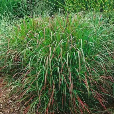 Просо РЕБРАУН прутьевидное в Речице