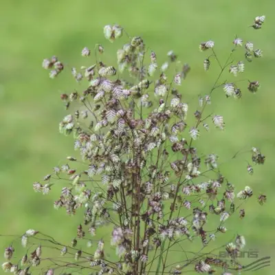 Трясунка средняя в Речице