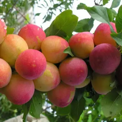 Слива СКОРОПЛОДНАЯ в Речице