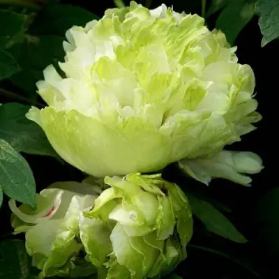 Пион ЗЕЛЕНЫЙ ШАР древовидный в Речице