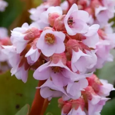 Бадан БЭБИ ДОЛЛ в Речице