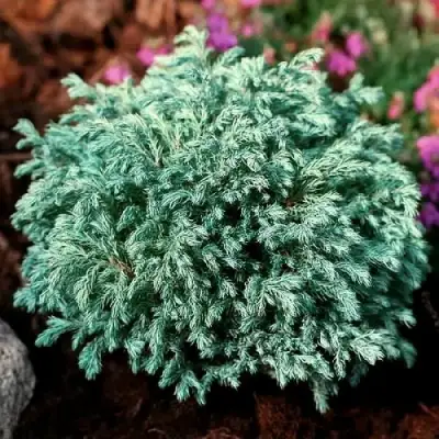 Кипарисовик БЕБИ БЛЮ горохоплодный в Речице