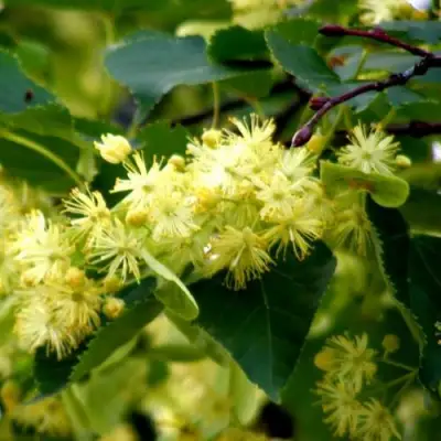 Липа сердцевидная в Речице