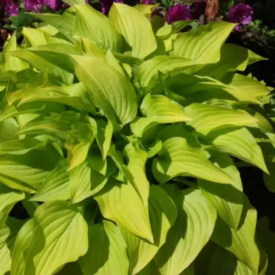 Хоста ХИДОН САНСЕТ в Речице