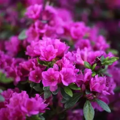 Азалия ГЕЙША ПЕРПЛ японская в Речице