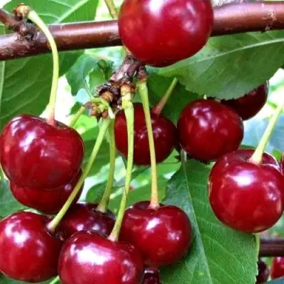 Дюк ШПАНКА ДОНЕЦКАЯ в Речице