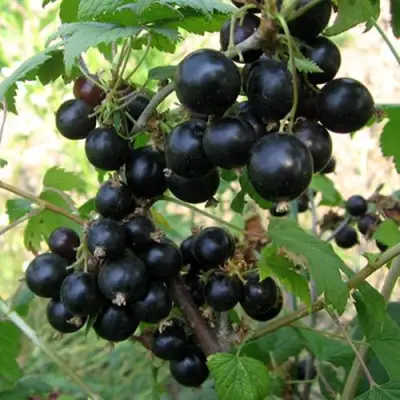 Смородина чёрная ШАРОВИДНАЯ в Речице