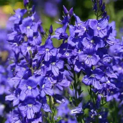 Вероника австрийская в Речице