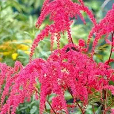 Астильба РЕД ЧАРМ Арендса в Речице