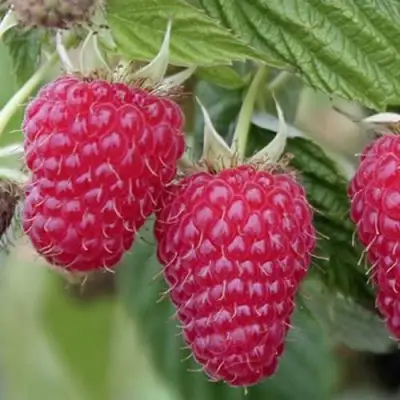 Малина ТУЛАМИН в Речице