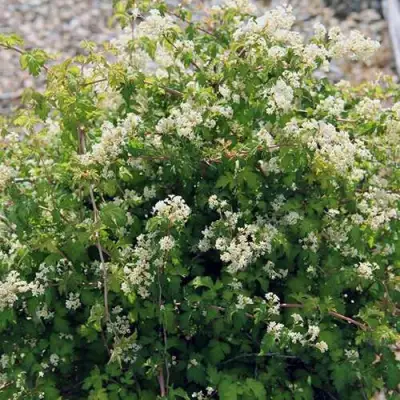 Стефанандра КРИСПА надрезаннолистная в Речице