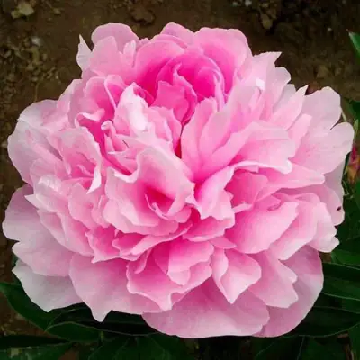 Пион ЛЕТЯЩИЙ ЖУРАВЛЬ травянистый в Речице