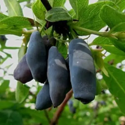 Жимолость съедобная ЧУЛЫМСКАЯ в Речице